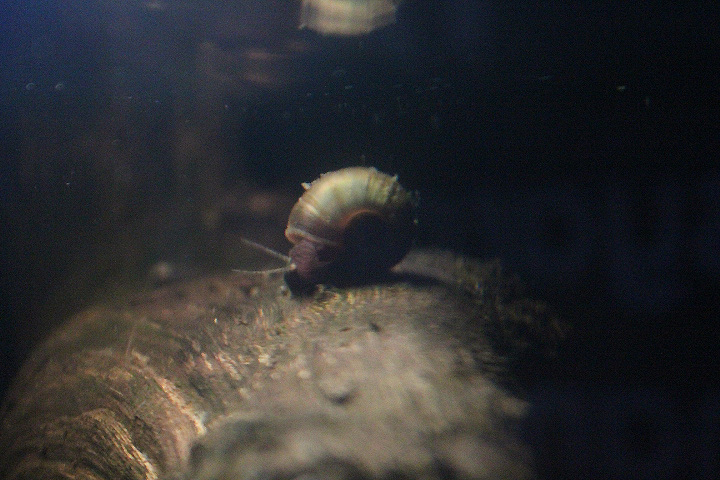 Seminole rams-horn (Planorbella duryi duryi)