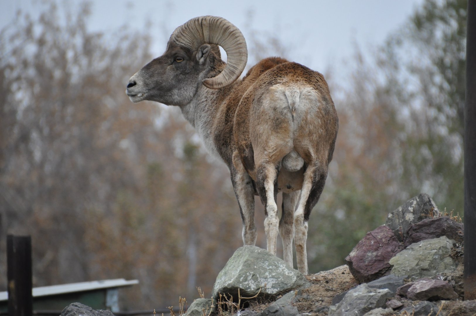 Semipalatinsk argali/ Ovis ammon collium