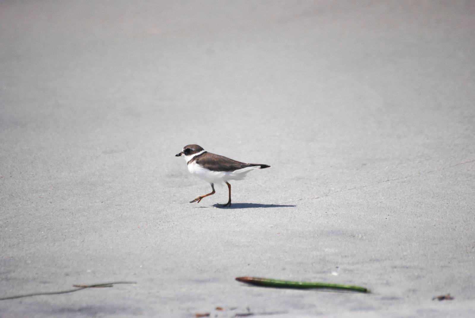 Semipalmated Plover, Cayo Costa, October 2013