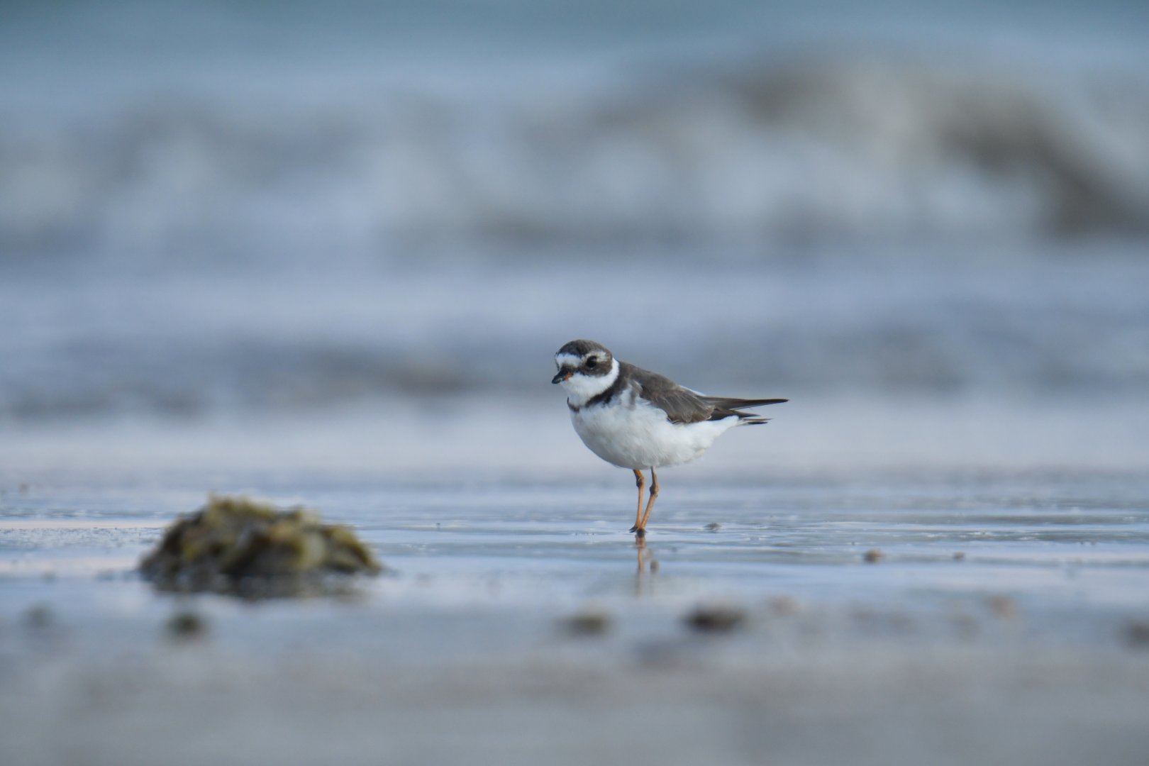 Semipalmated Plover (Charadrius semipalmatus)