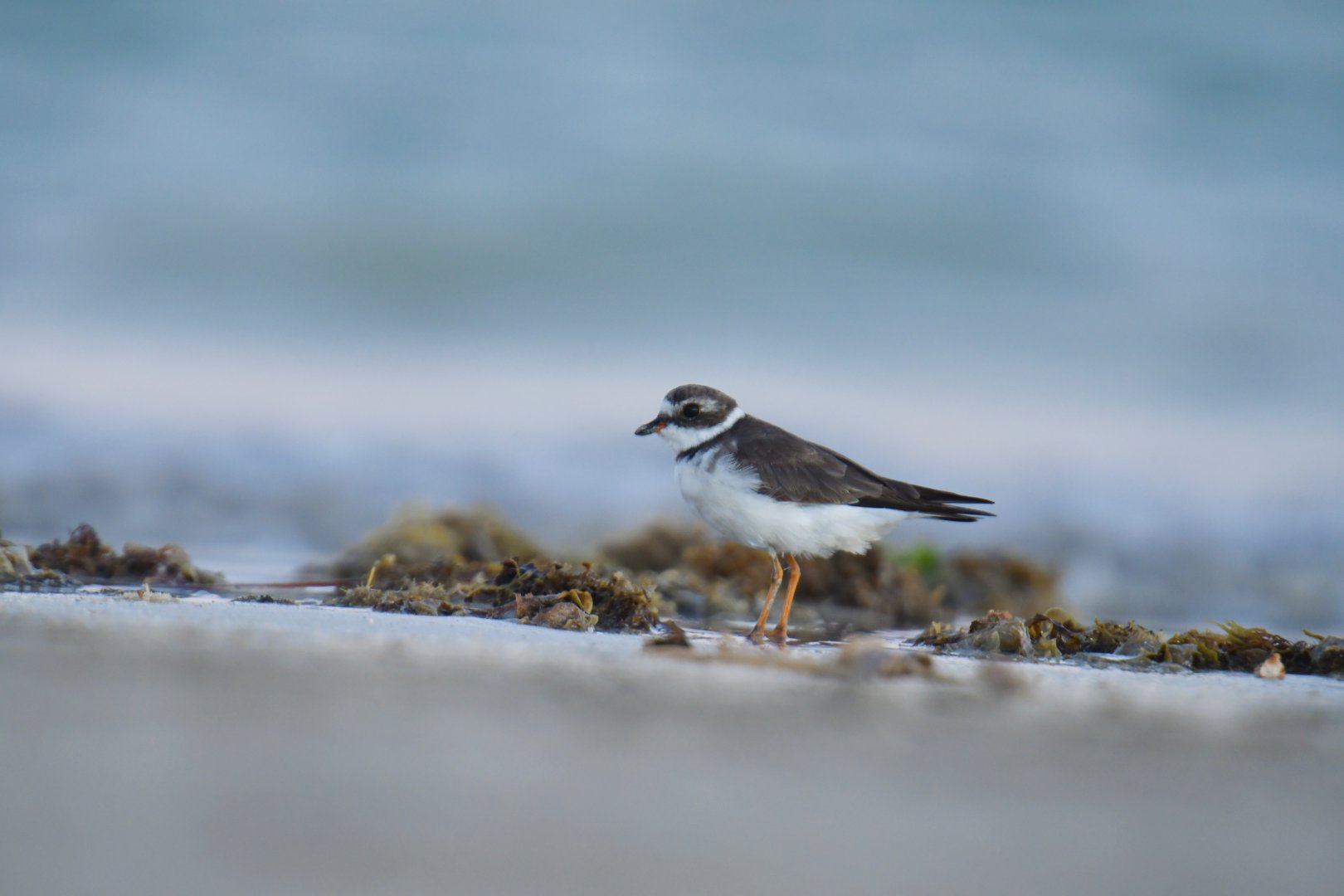 Semipalmated Plover (Charadrius semipalmatus)