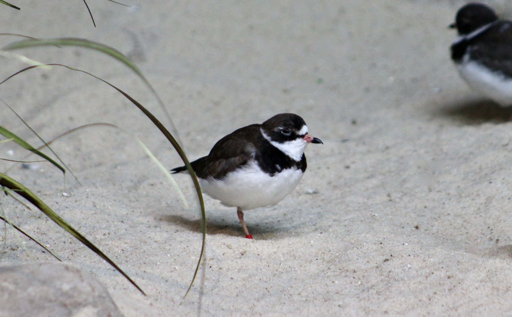 Semipalmated Plover (Charadrius semipalmatus)