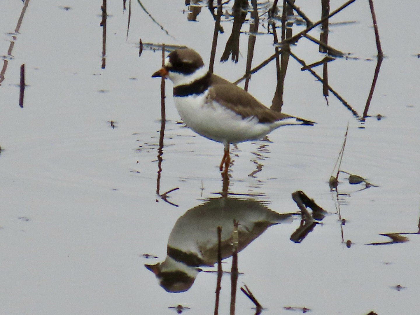 Semipalmated Plover (Charadrius semipalmatus)
