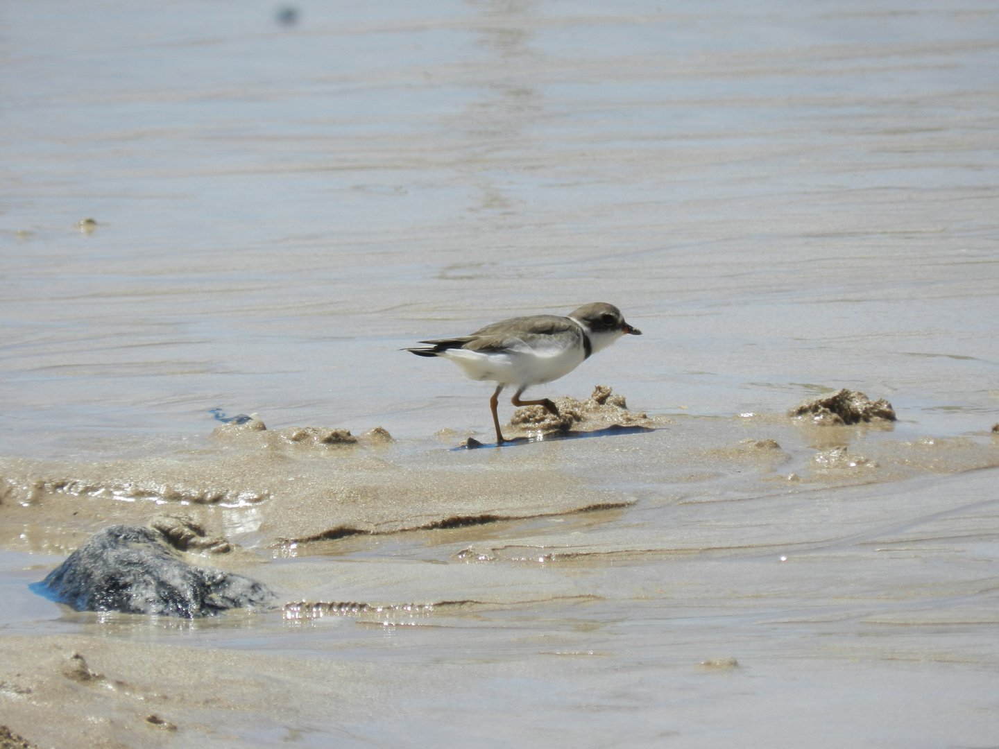 Semipalmated plover - João Pessoa, PB Brazil