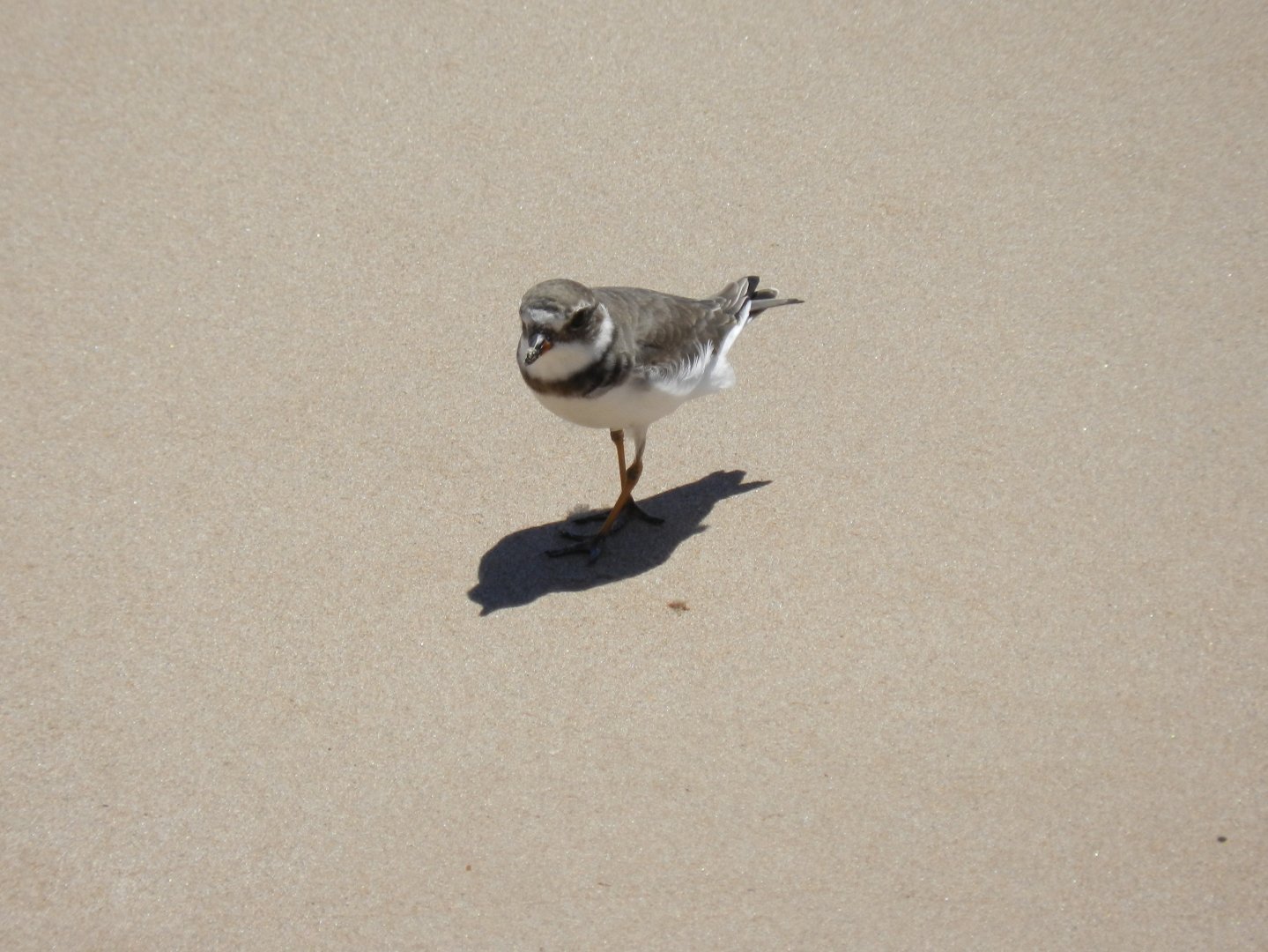 Semipalmated plover - João Pessoa, PB Brazil