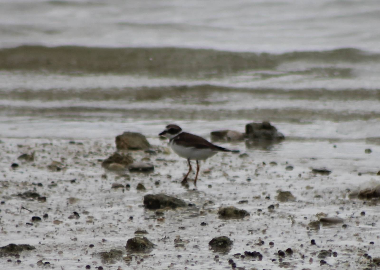 Semipalmated plover