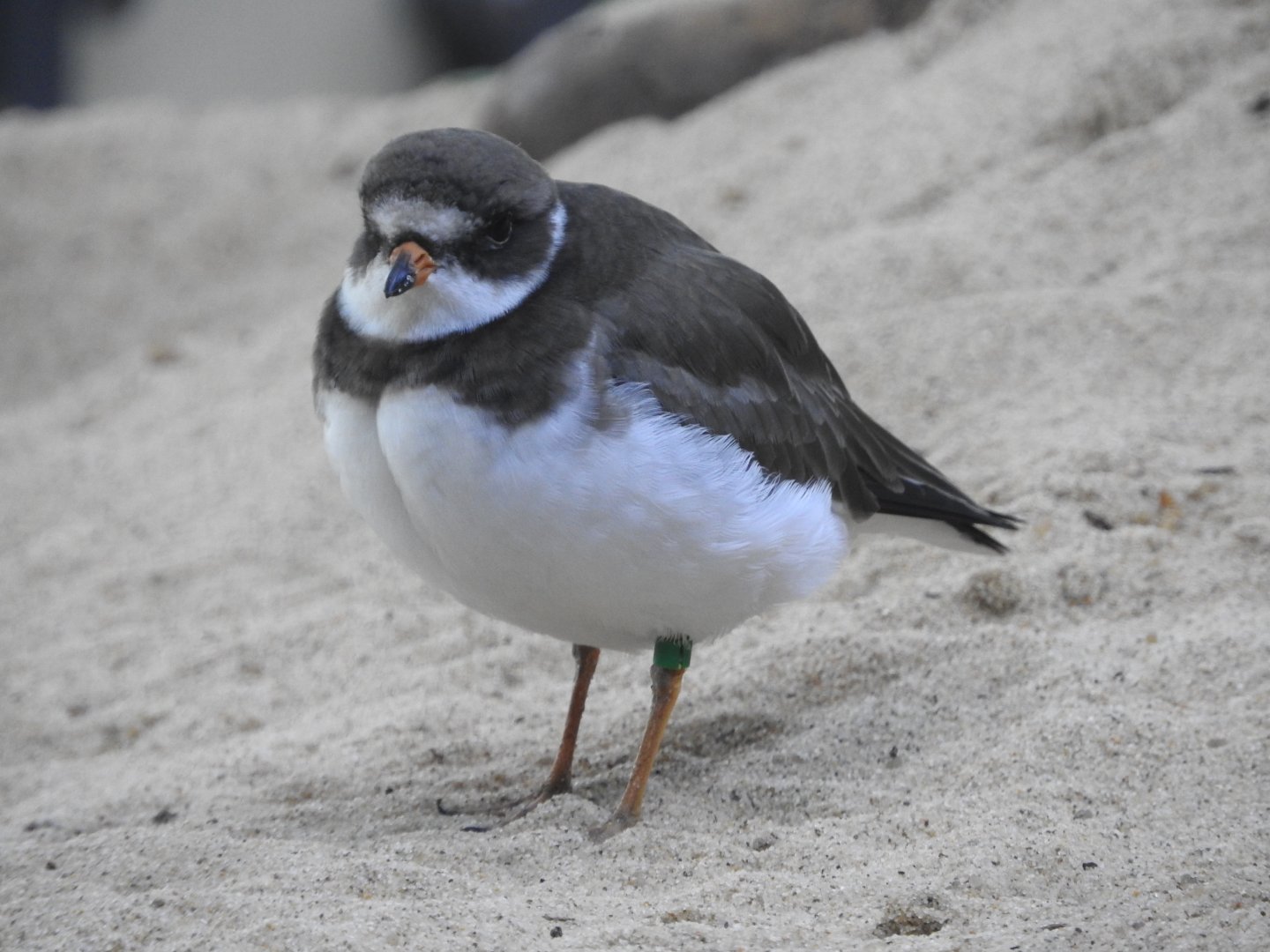 Semipalmated Plover
