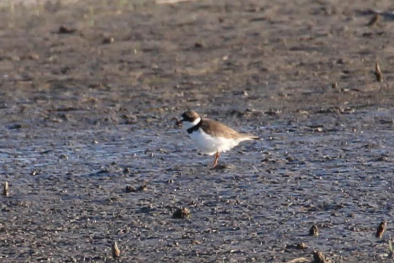 Semipalmated Plover