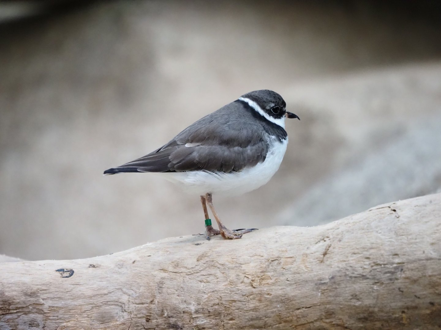 Semipalmated Plover