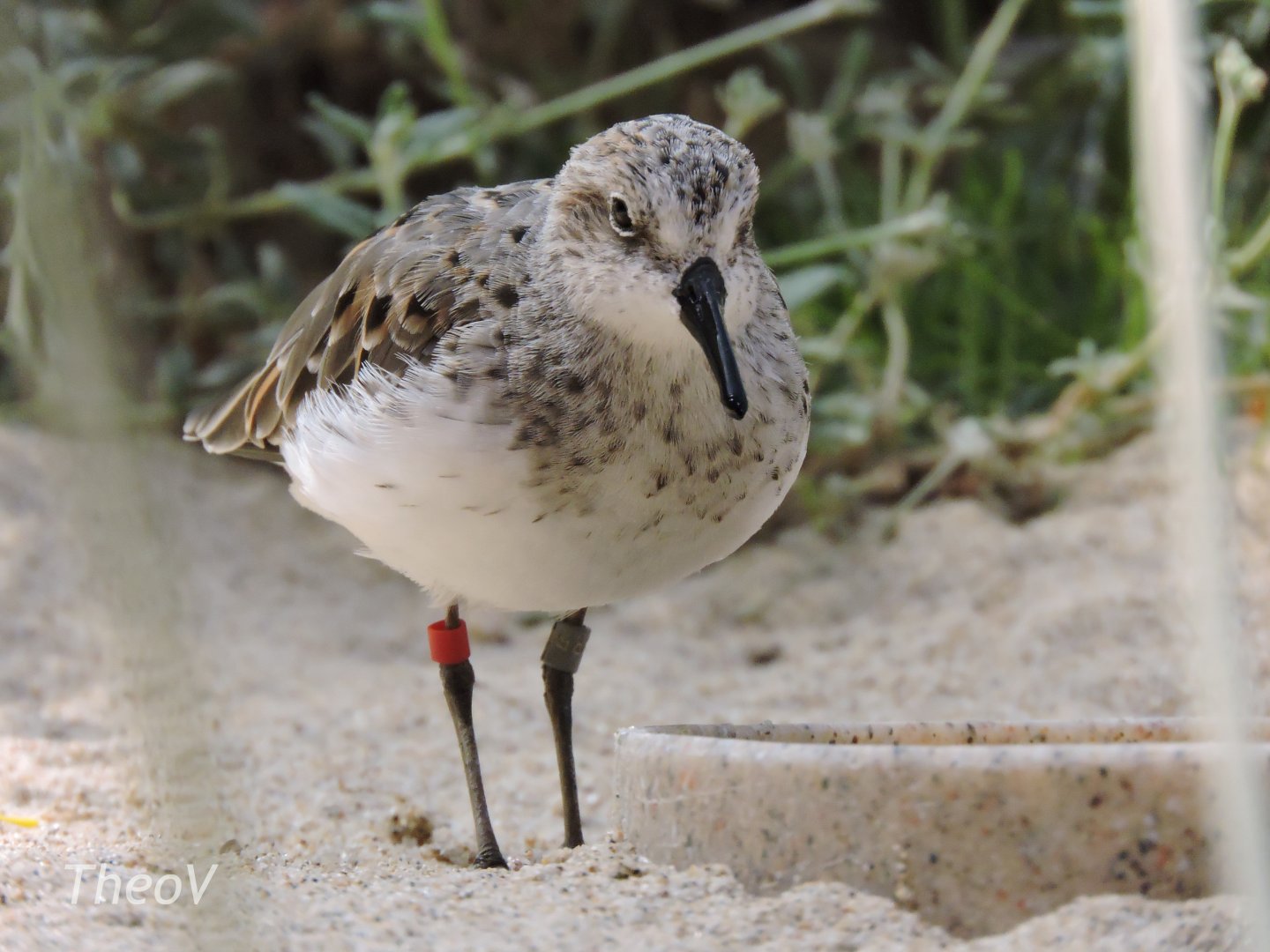 Semipalmated sandpiper [2015]