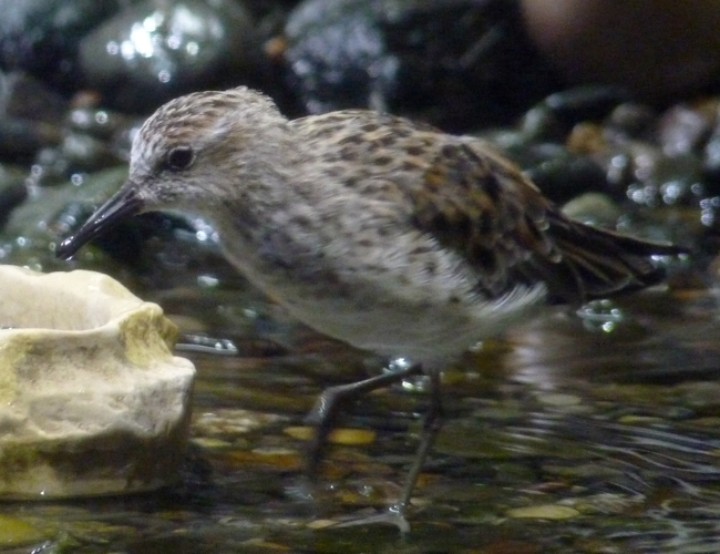Semipalmated sandpiper (Calidris pusilla), ID by birdsandbats