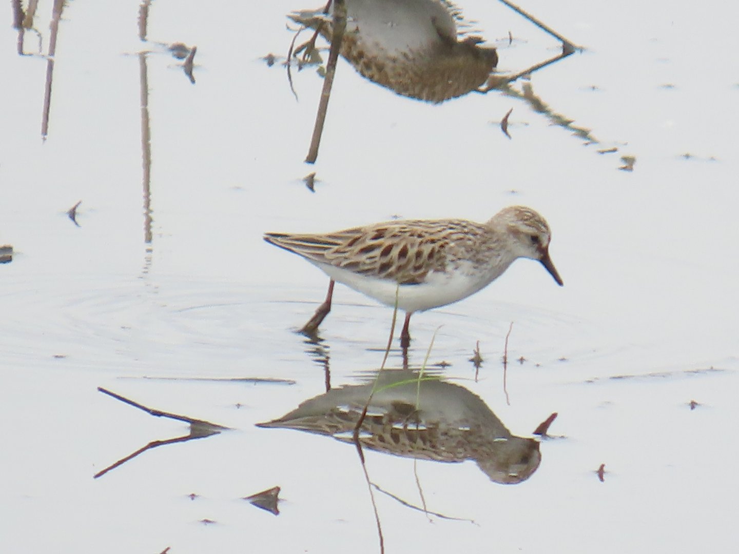Semipalmated Sandpiper (Calidris pusilla)