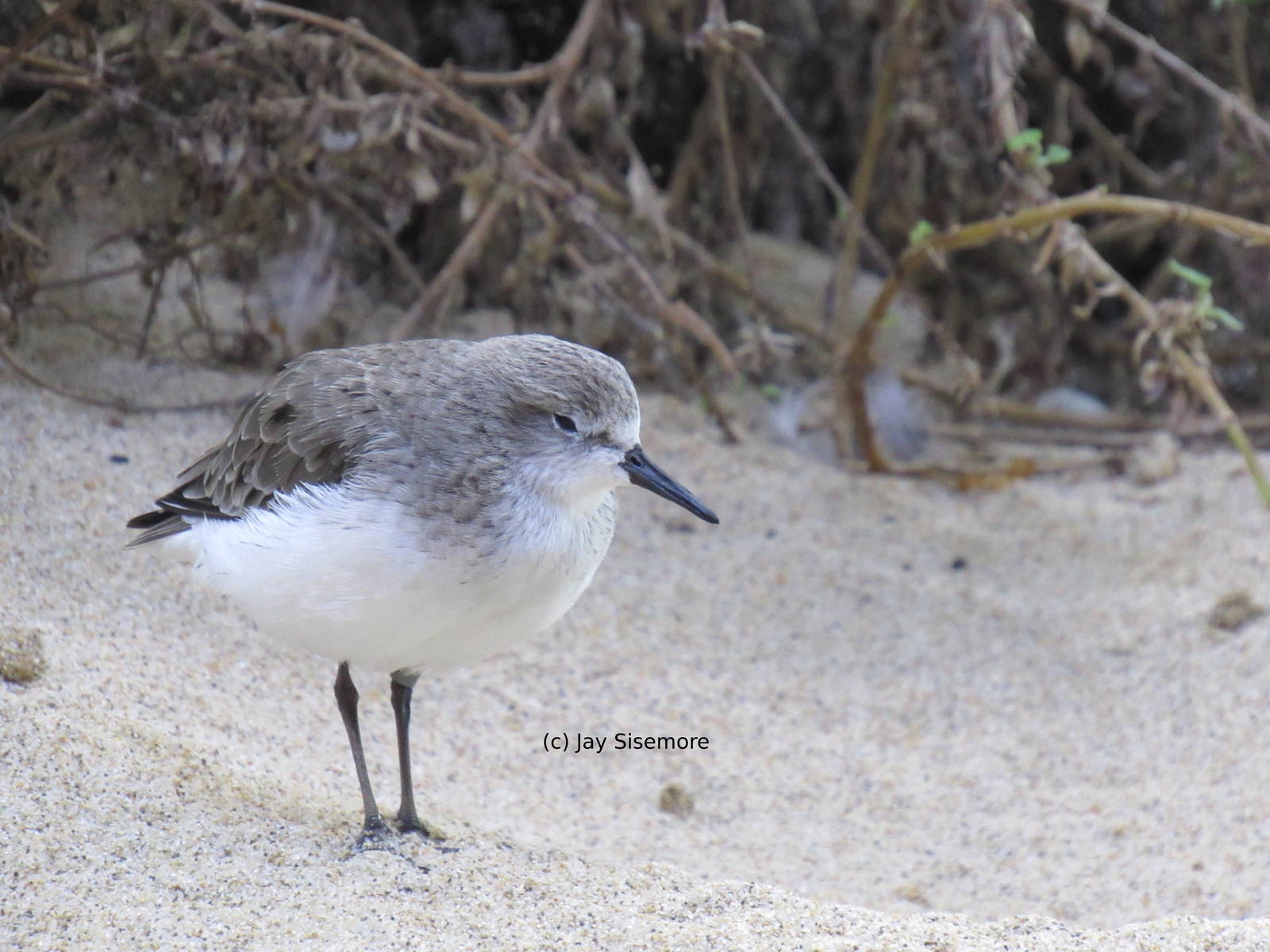 Semipalmated Sandpiper