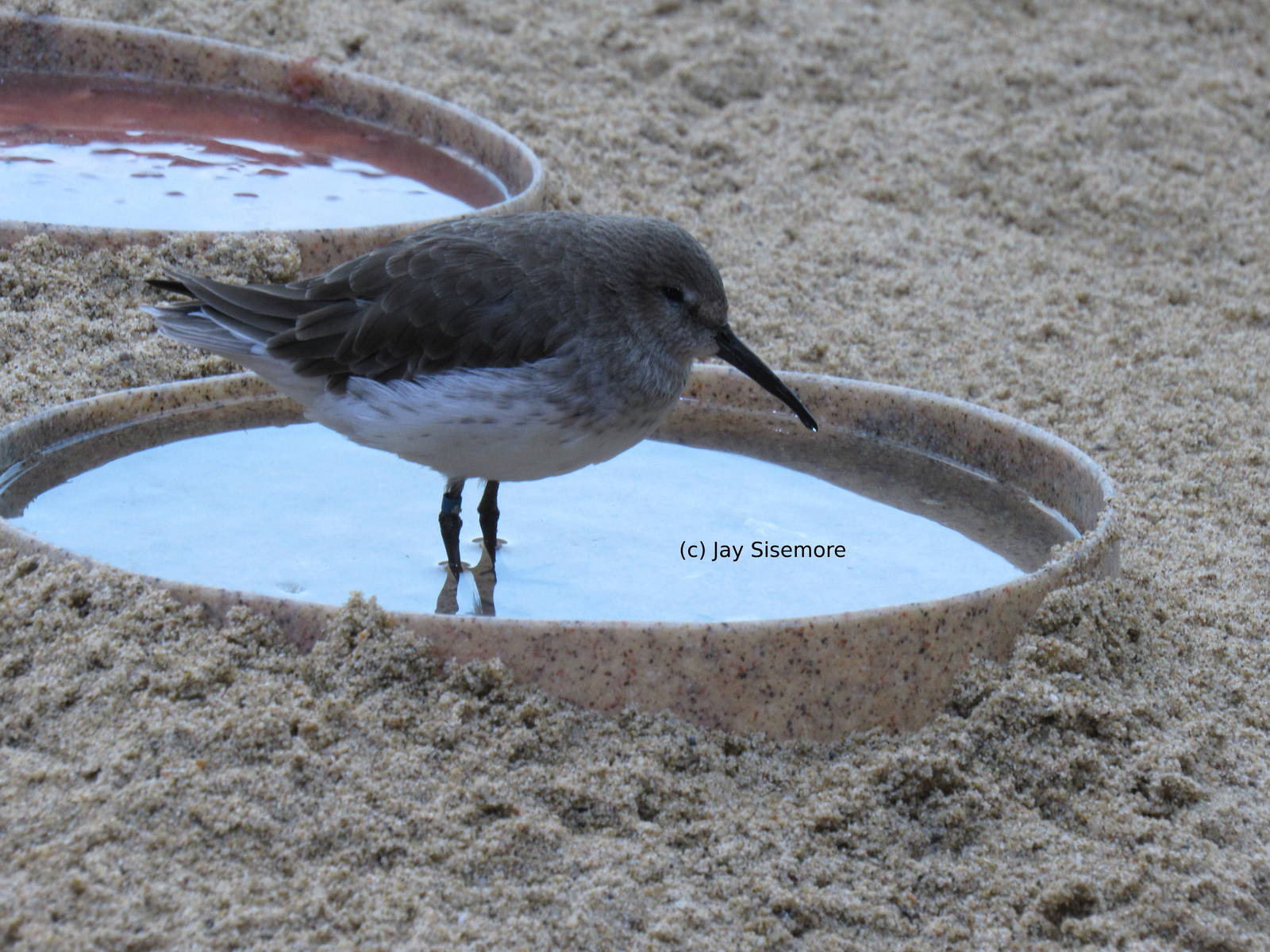 Semipalmated Sandpiper