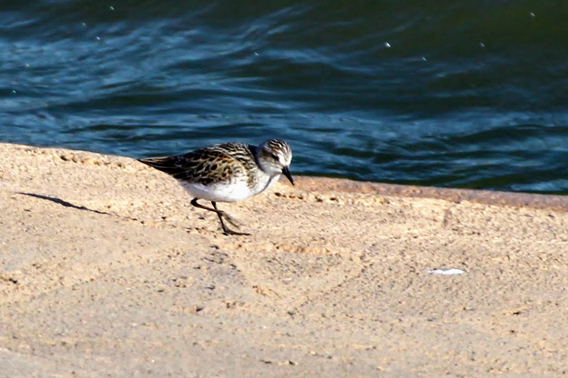 Semipalmated Sandpiper