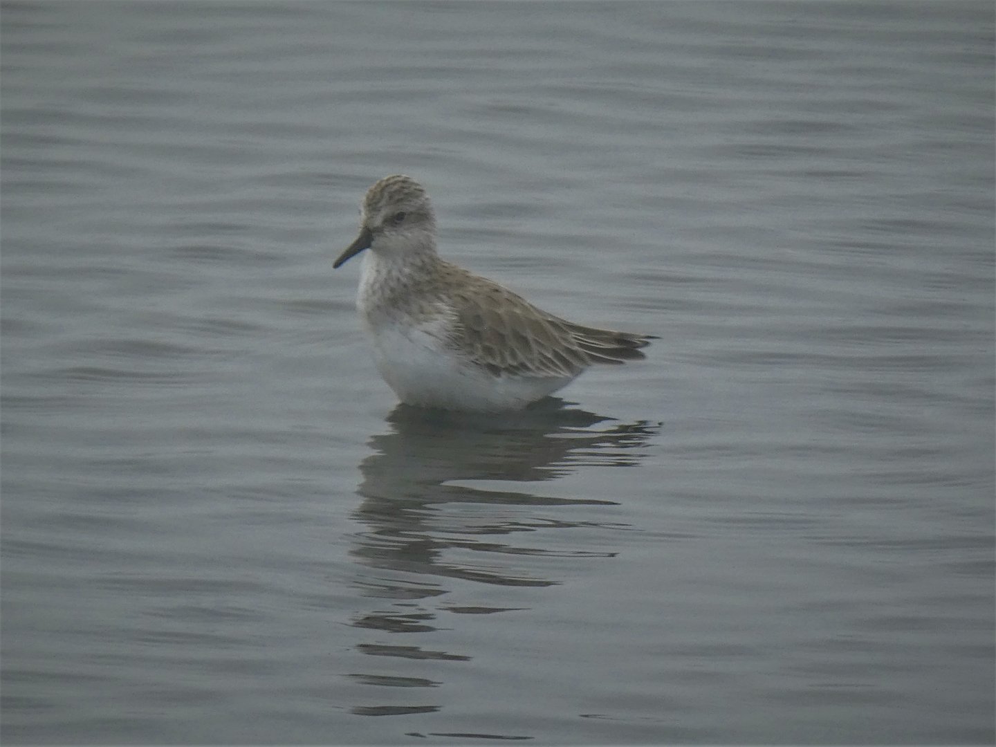 Semipalmated Sandpiper