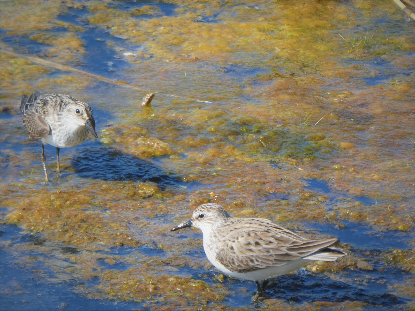 Semipalmated Sandpipers
