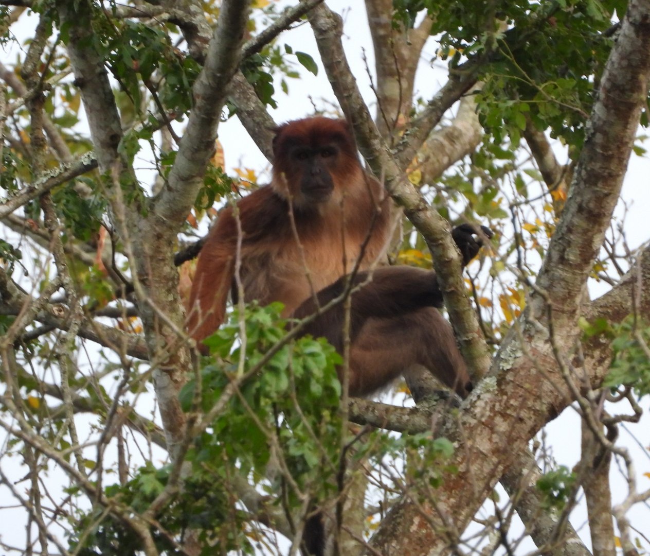Semliki red colobus (Piliocolobus semlikiensis)