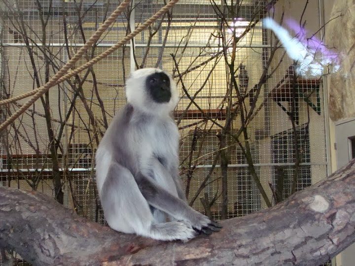 Semnopithecus entellus