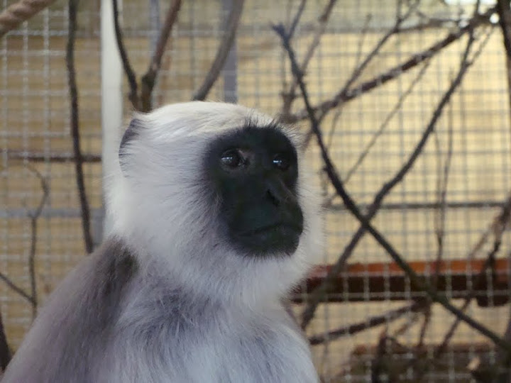 Semnopithecus entellus