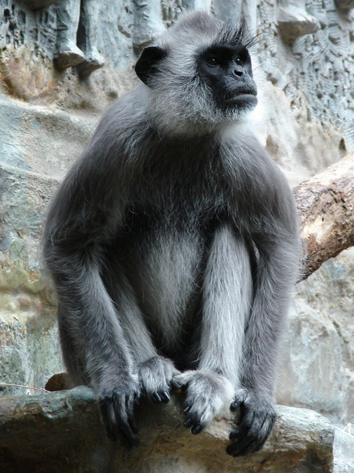 Semnopithecus priam thersites / Tufted grey langur