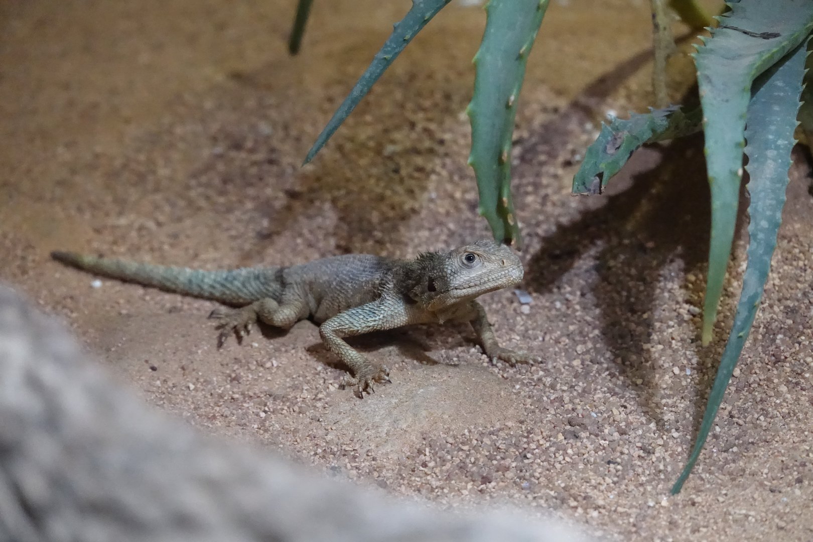 Senegal Agama