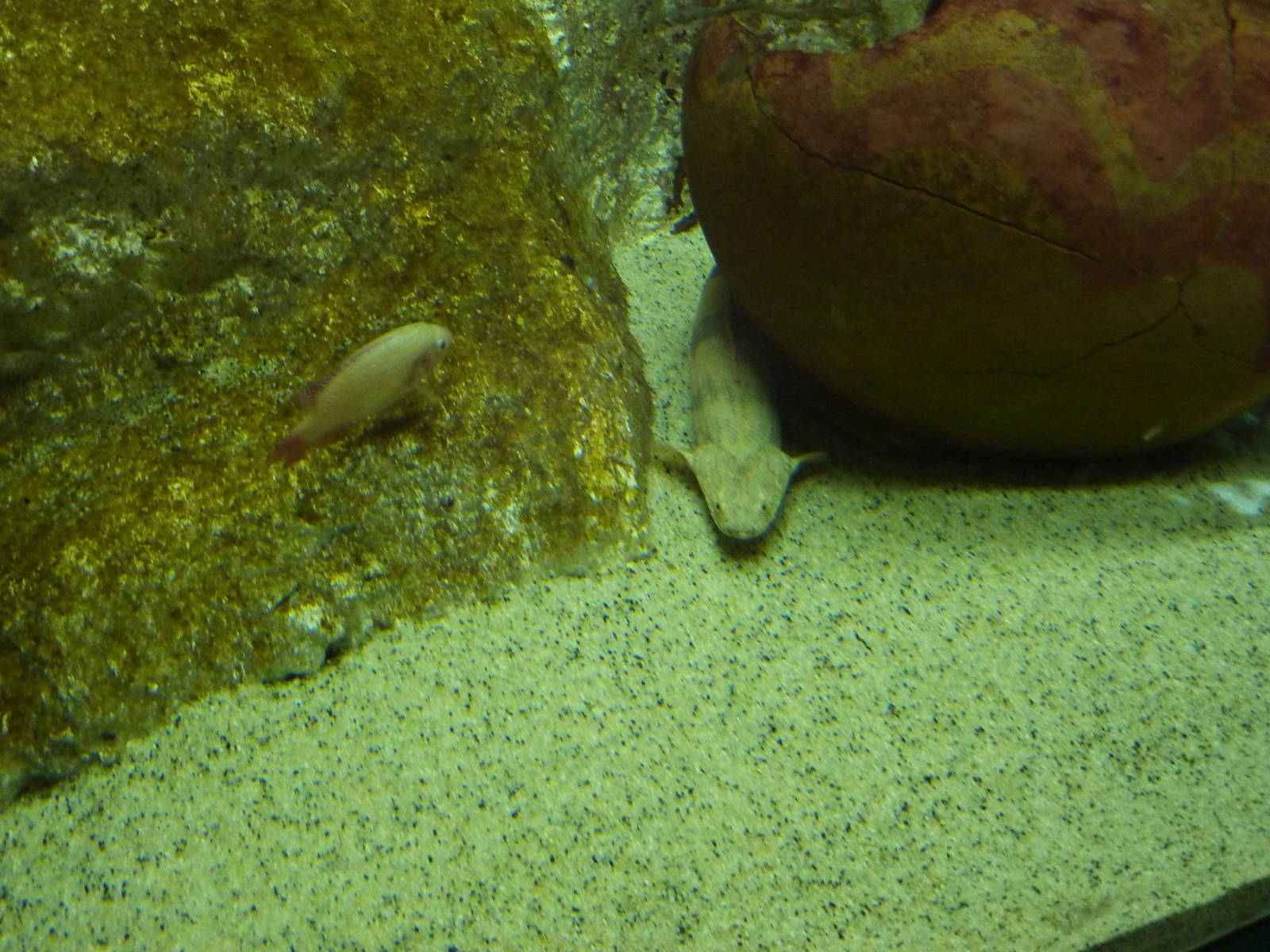 Senegal bichir, 10th April 2012