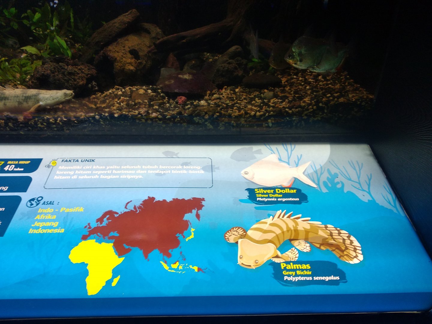 Senegal bichir (Polypterus senegalus) and silver dollar (Metynnis argenteus) information panel