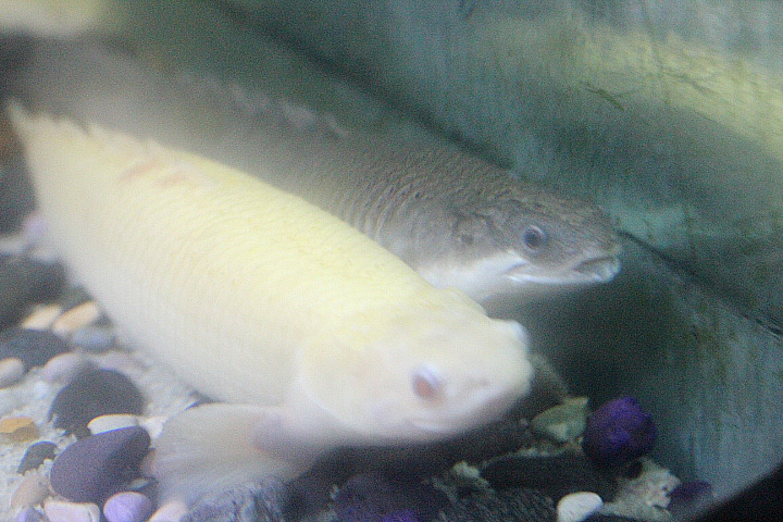 Senegal bichir (Polypterus senegalus)