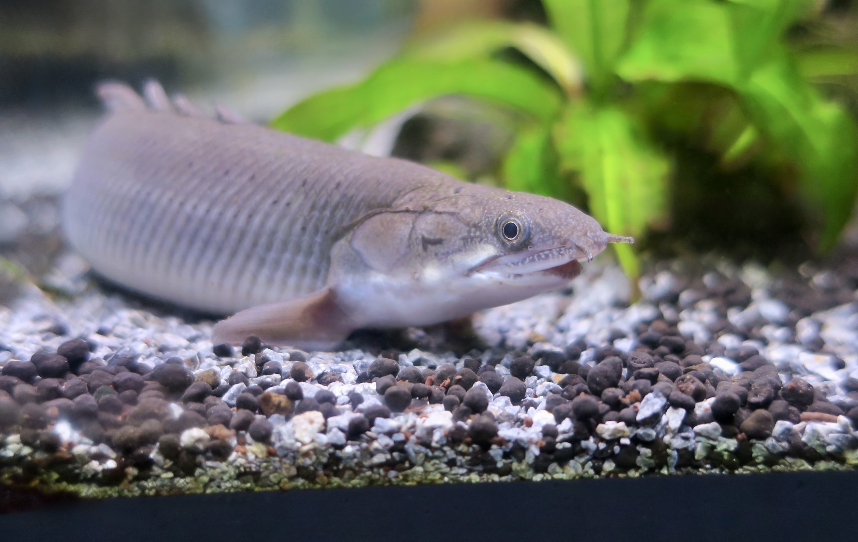 Senegal Bichir (Polypterus senegalus)