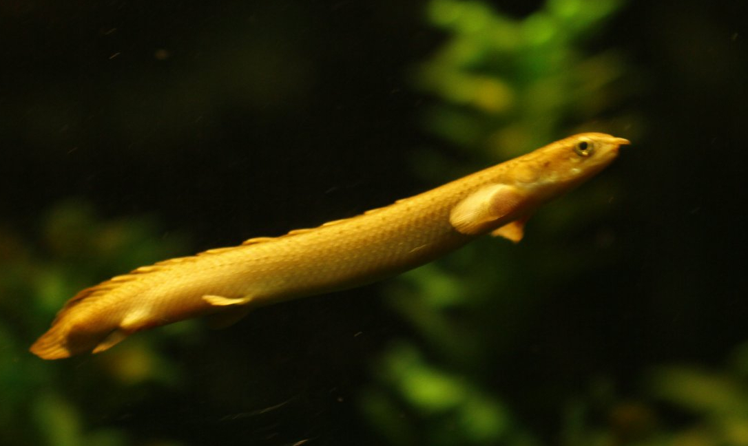 Senegal Bichir
