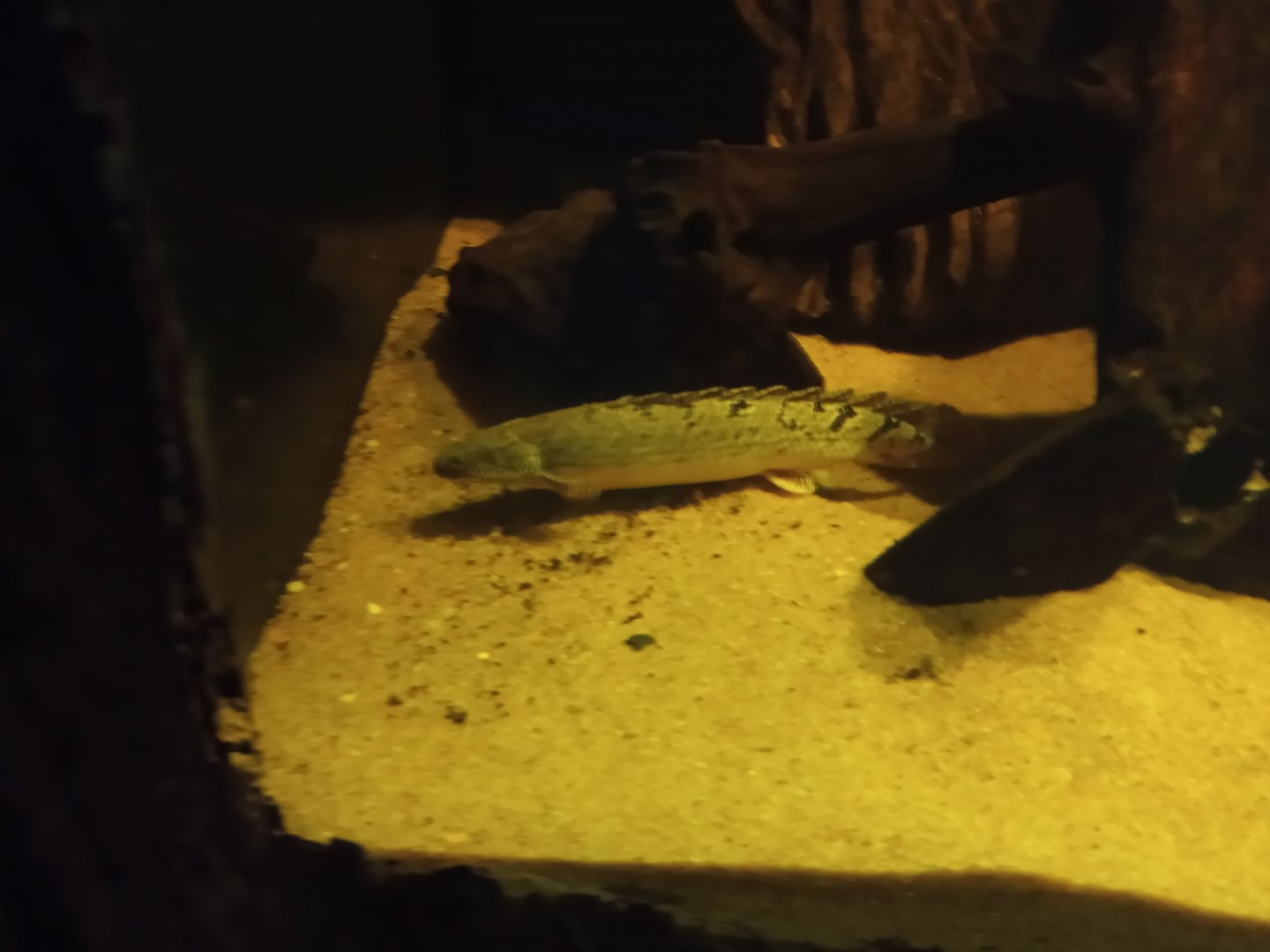 Senegal bichir