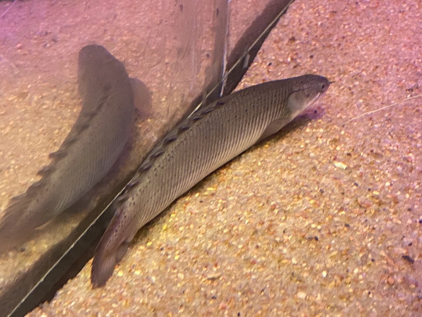 Senegal Bichir