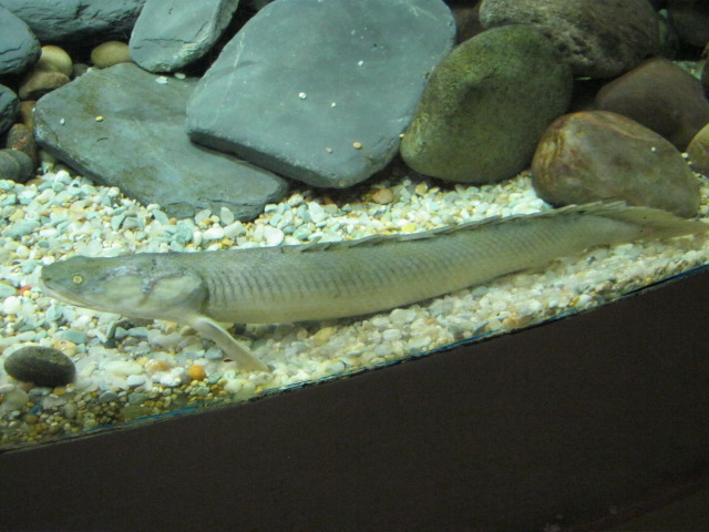 Senegal Birchir August 2014.