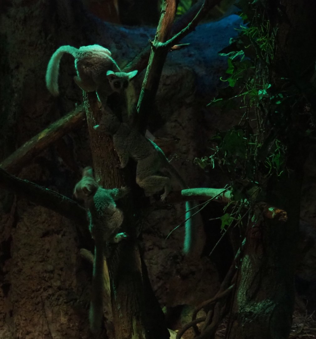 Senegal bushbabies (Galago senegalensis)