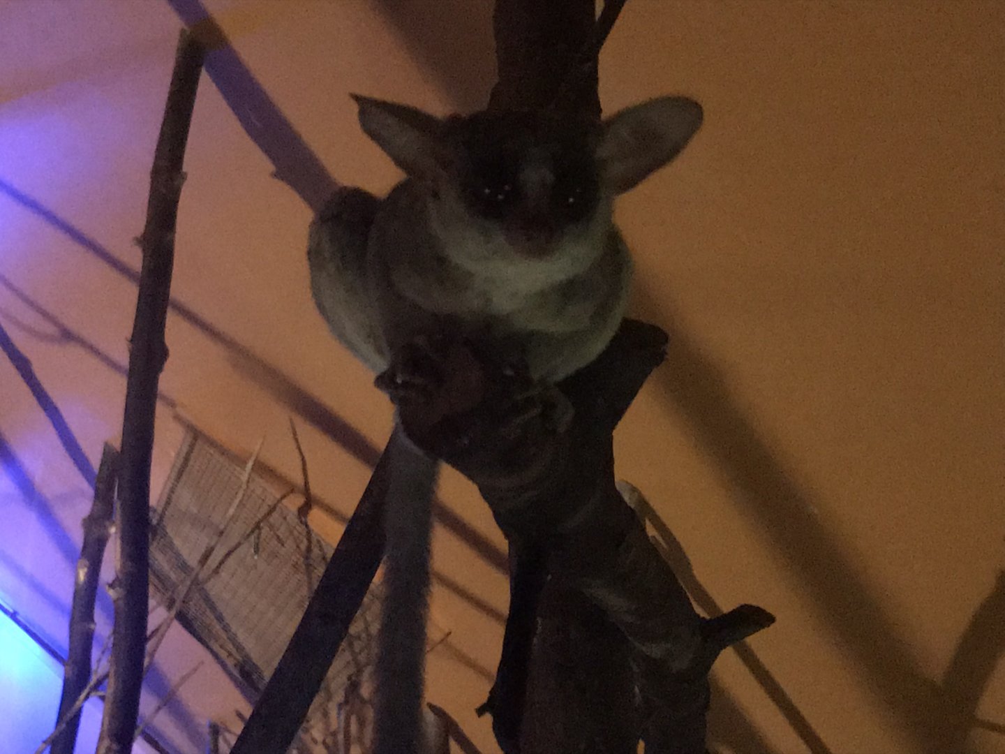 Senegal bushbaby 080818