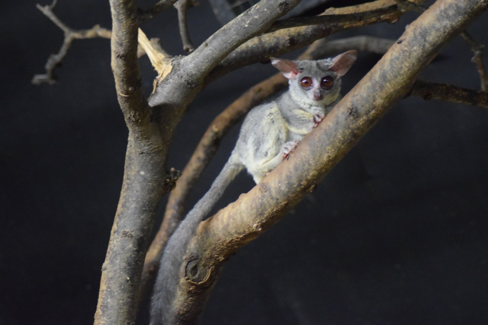 Senegal bushbaby, 25.10.2019