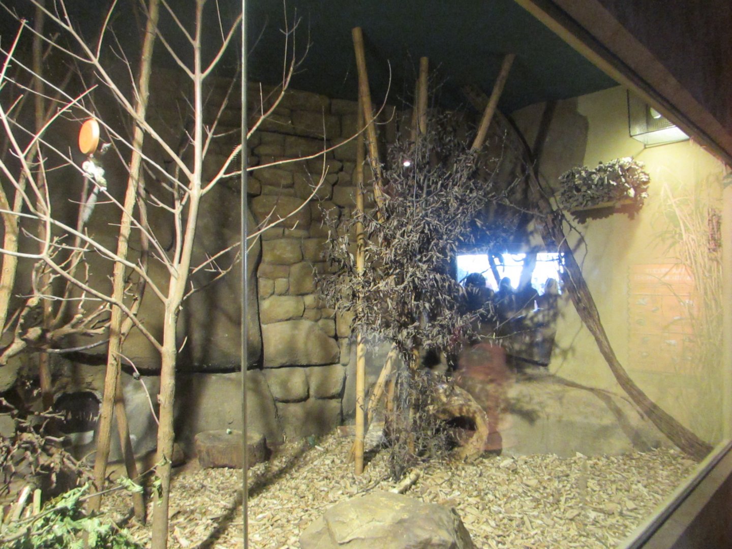 Senegal Bushbaby exhibit - July/2017