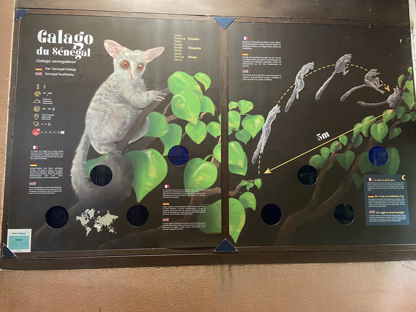 Senegal bushbaby exhibit