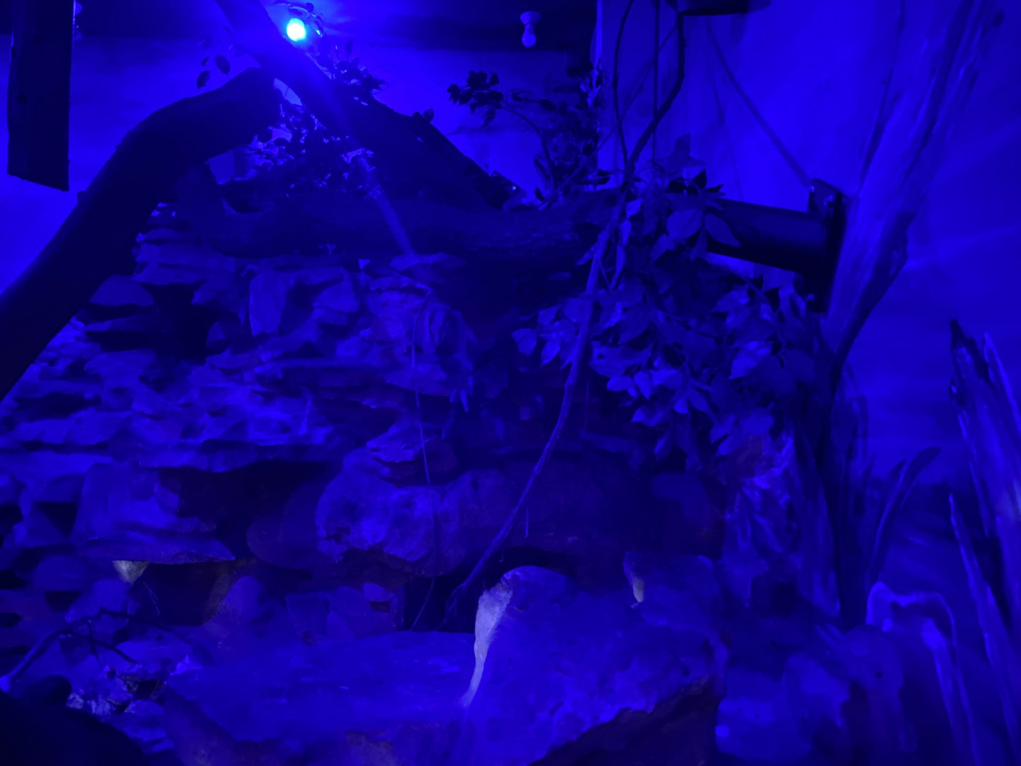 Senegal bushbaby exhibit