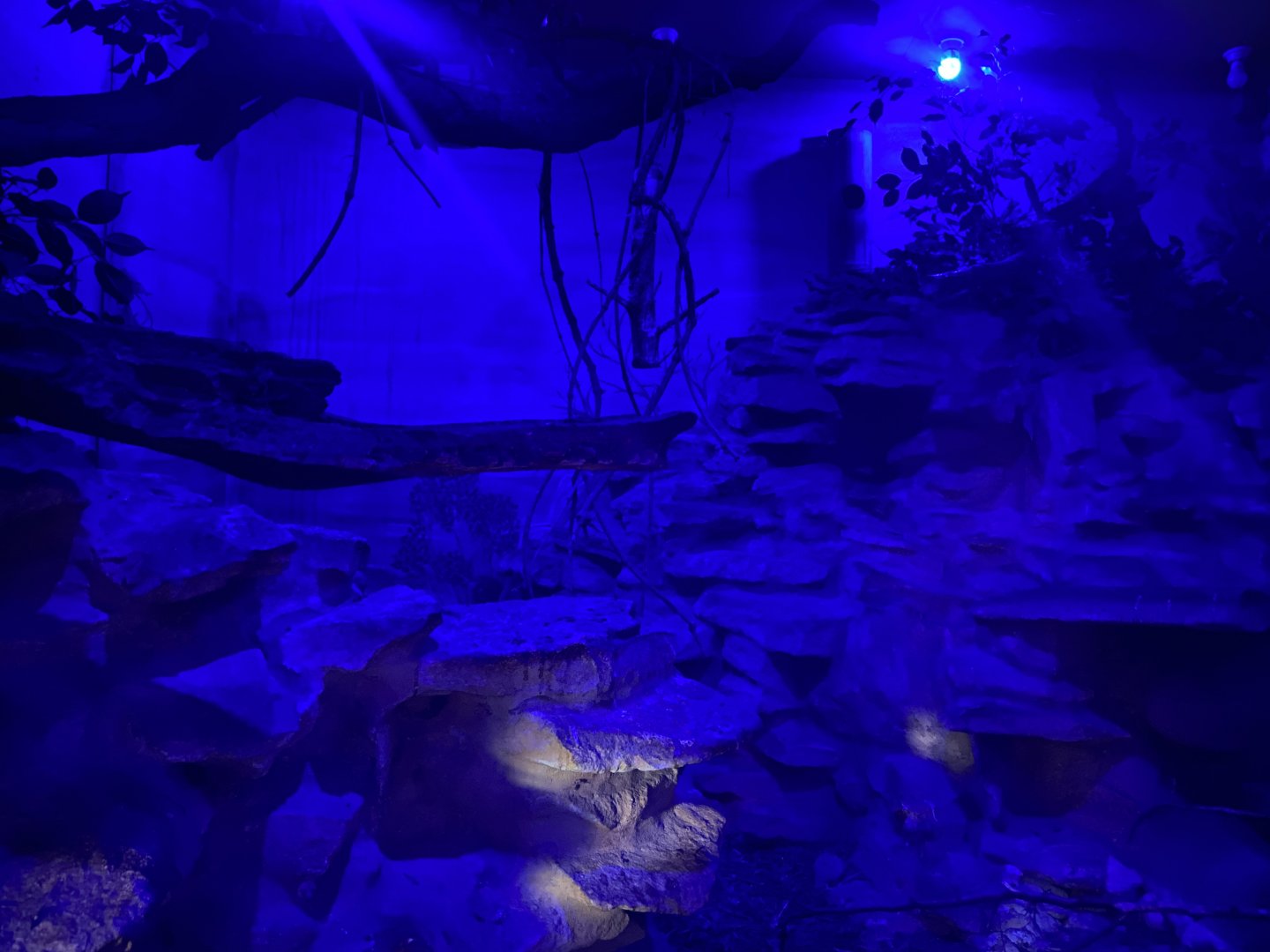 Senegal bushbaby exhibit