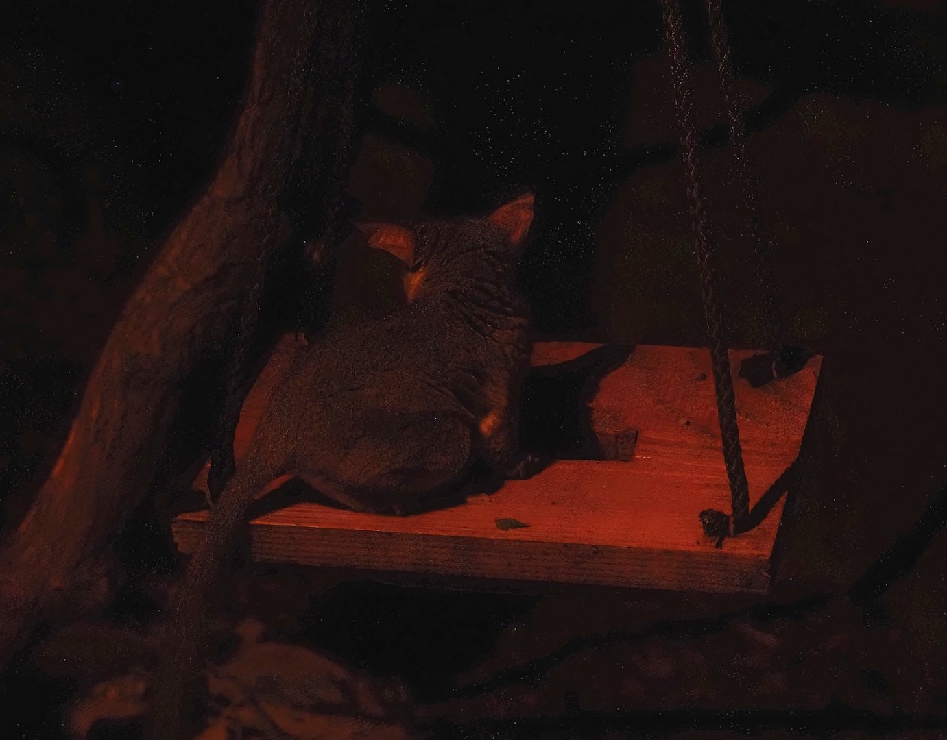 Senegal bushbaby (Galago senegalensis), 2025-08-03