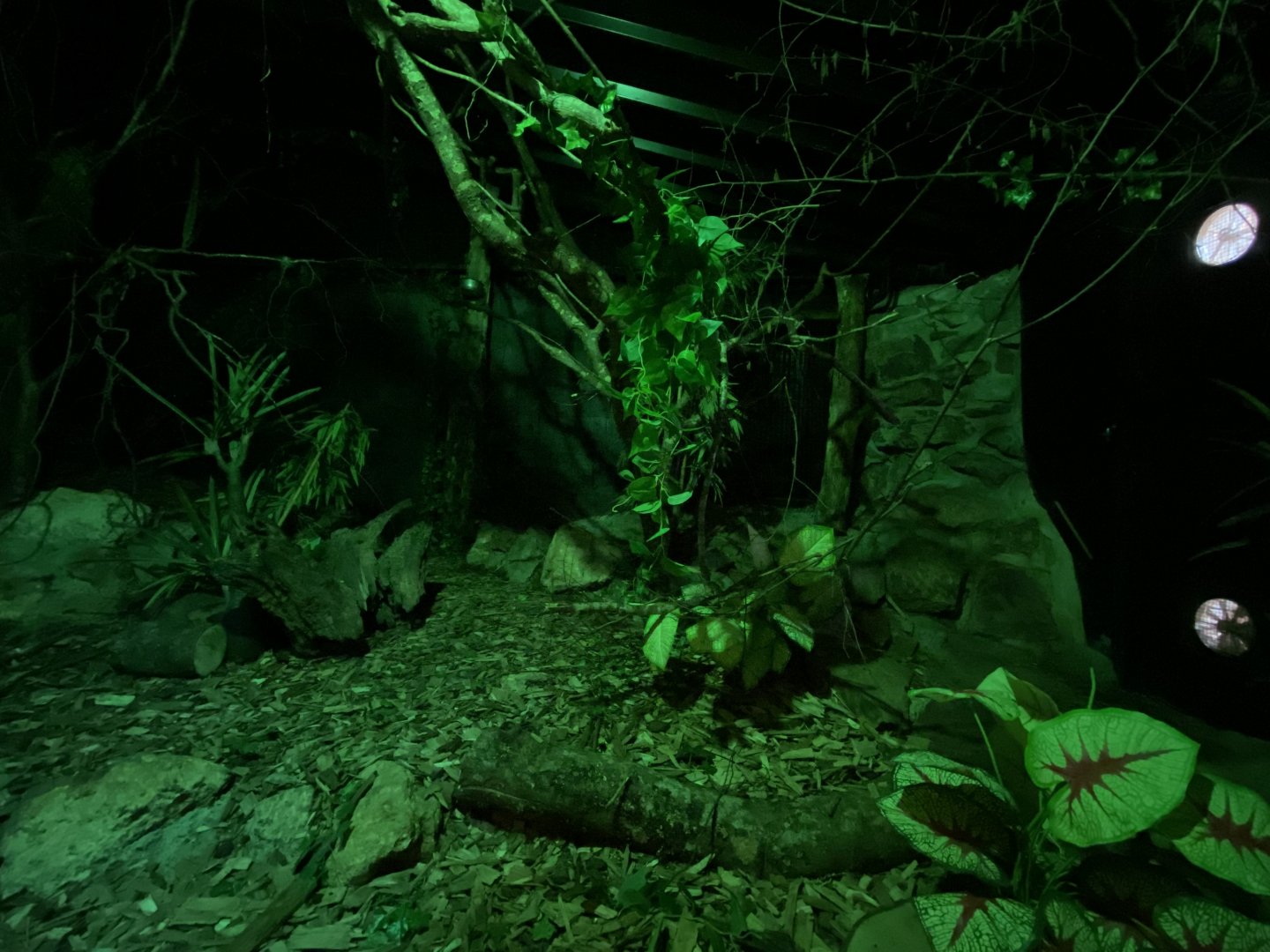 Senegal bushbaby (Galago senegalensis) exhibit