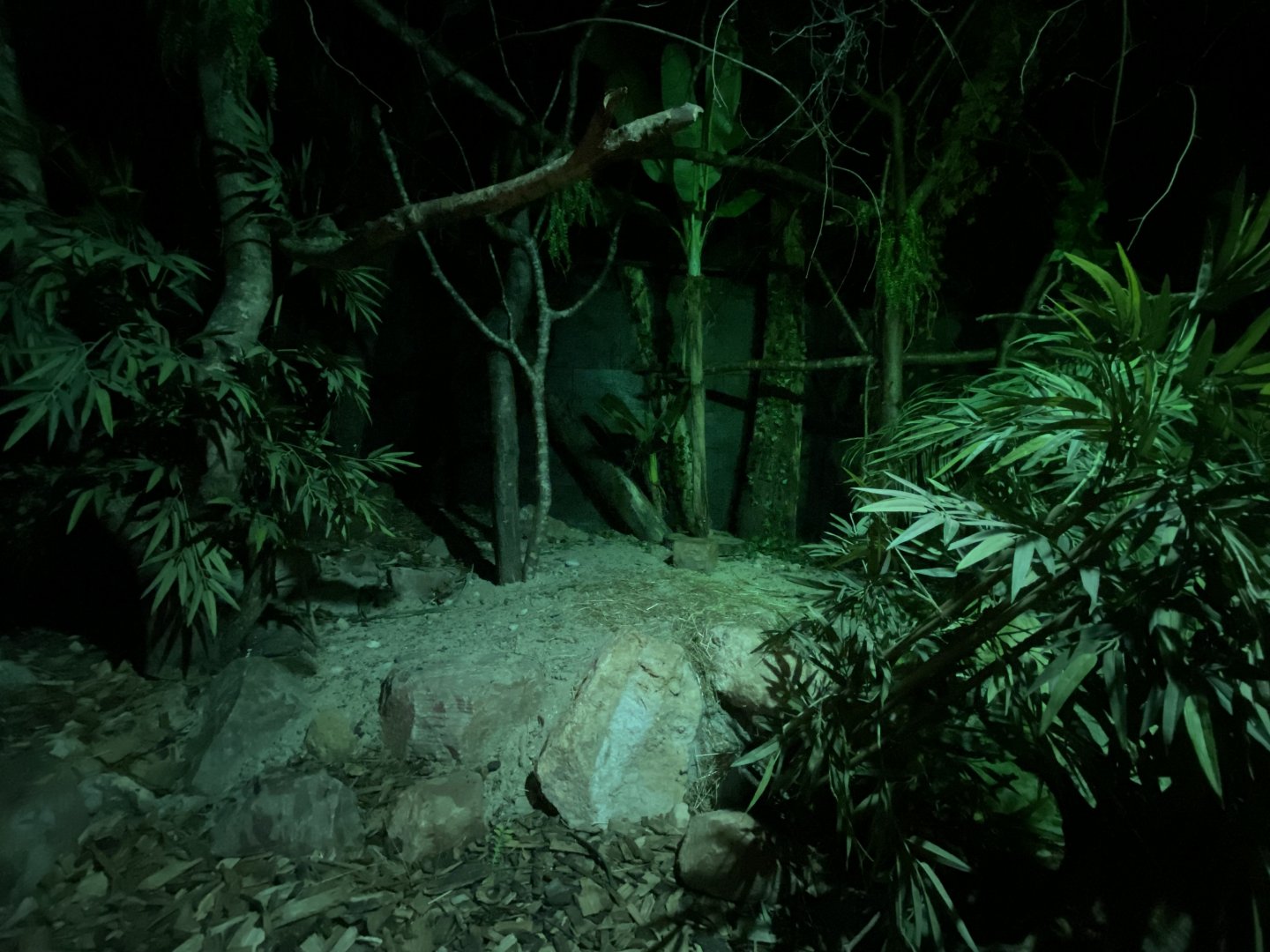 Senegal bushbaby (Galago senegalensis) exhibit