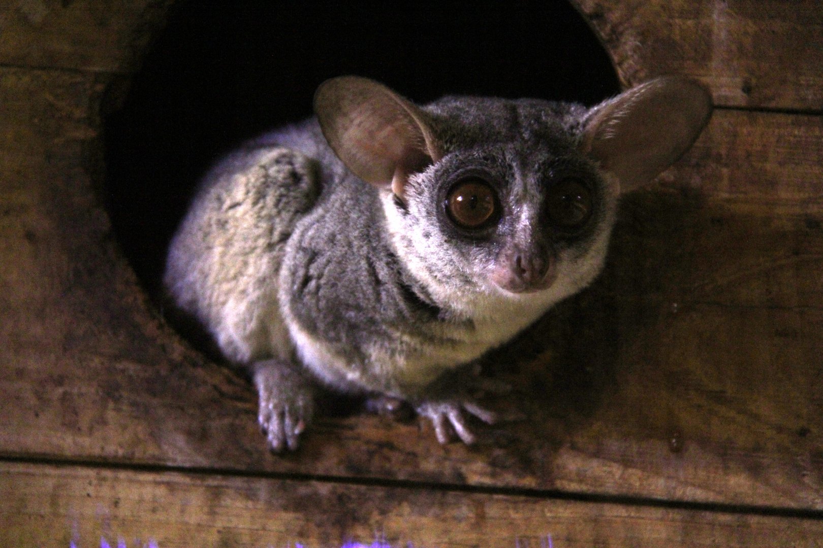 Senegal bushbaby (Galago senegalensis senegalensis)