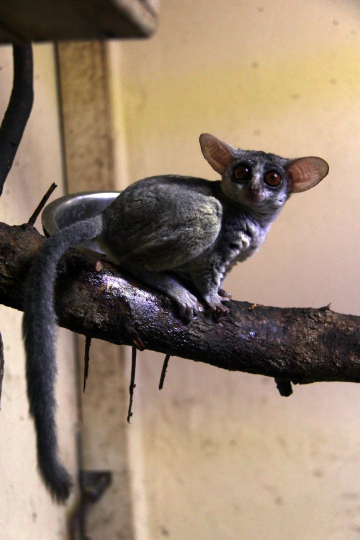 Senegal bushbaby (Galago senegalensis senegalensis)