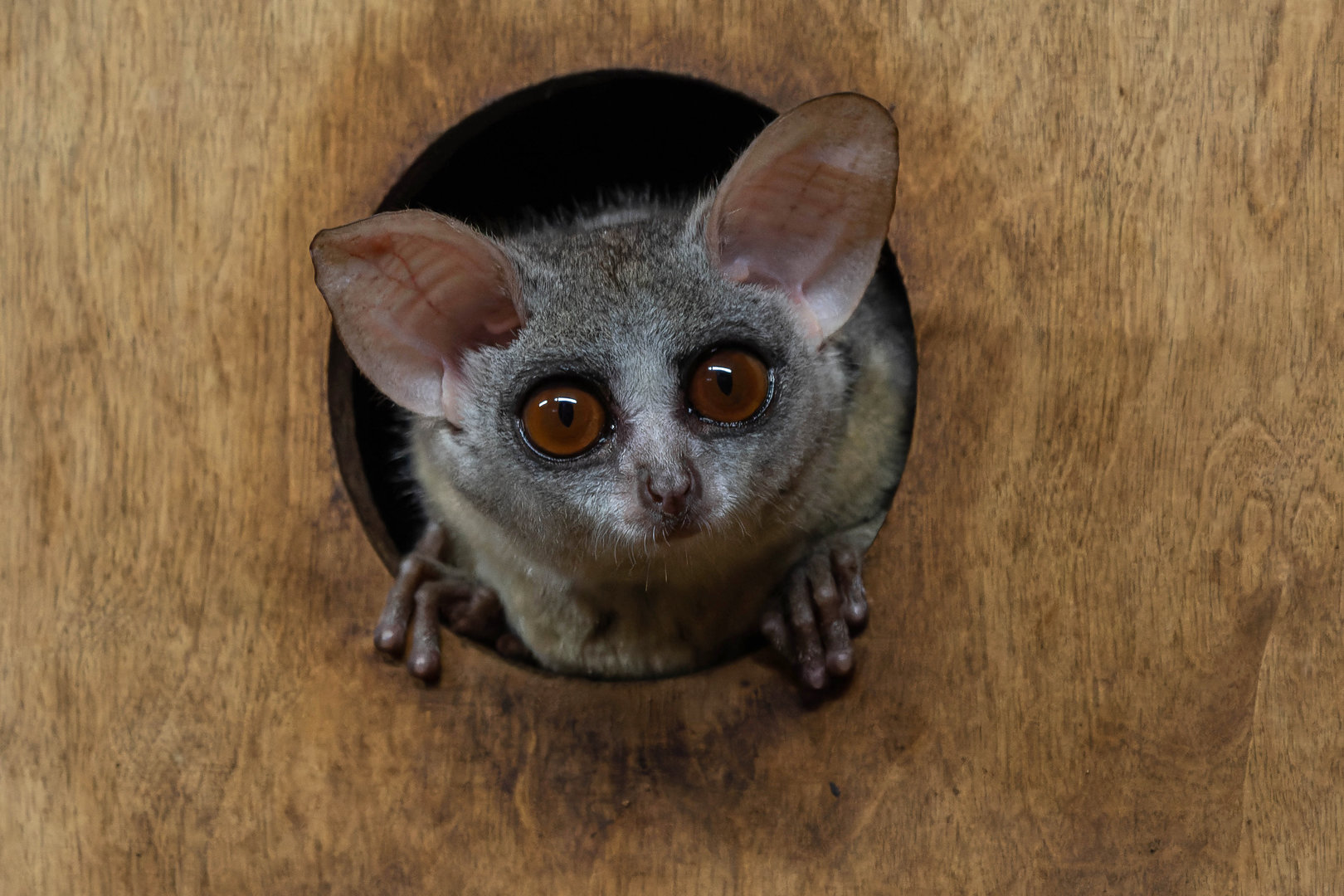Senegal bushbaby (Galago senegalensis senegalensis)