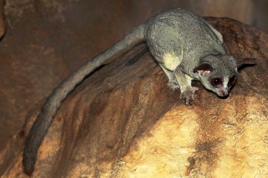 Senegal bushbaby (Galago senegalensis)