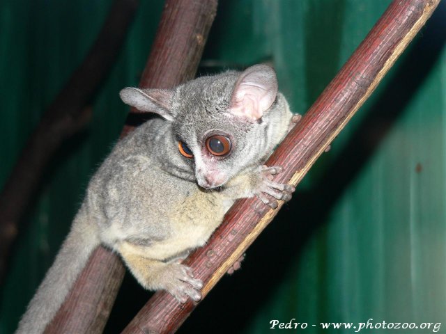Senegal bushbaby (Galago senegalensis)