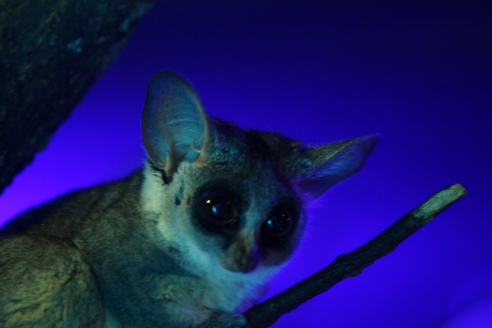 Senegal bushbaby (Galago senegalensis)